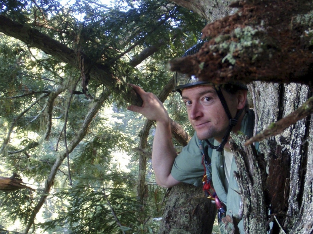 Steve Sillett en pleine ascension. Steve Sillett en pleine ascension.
